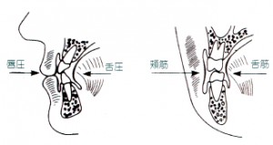 口腔周囲筋の協調・バランス1